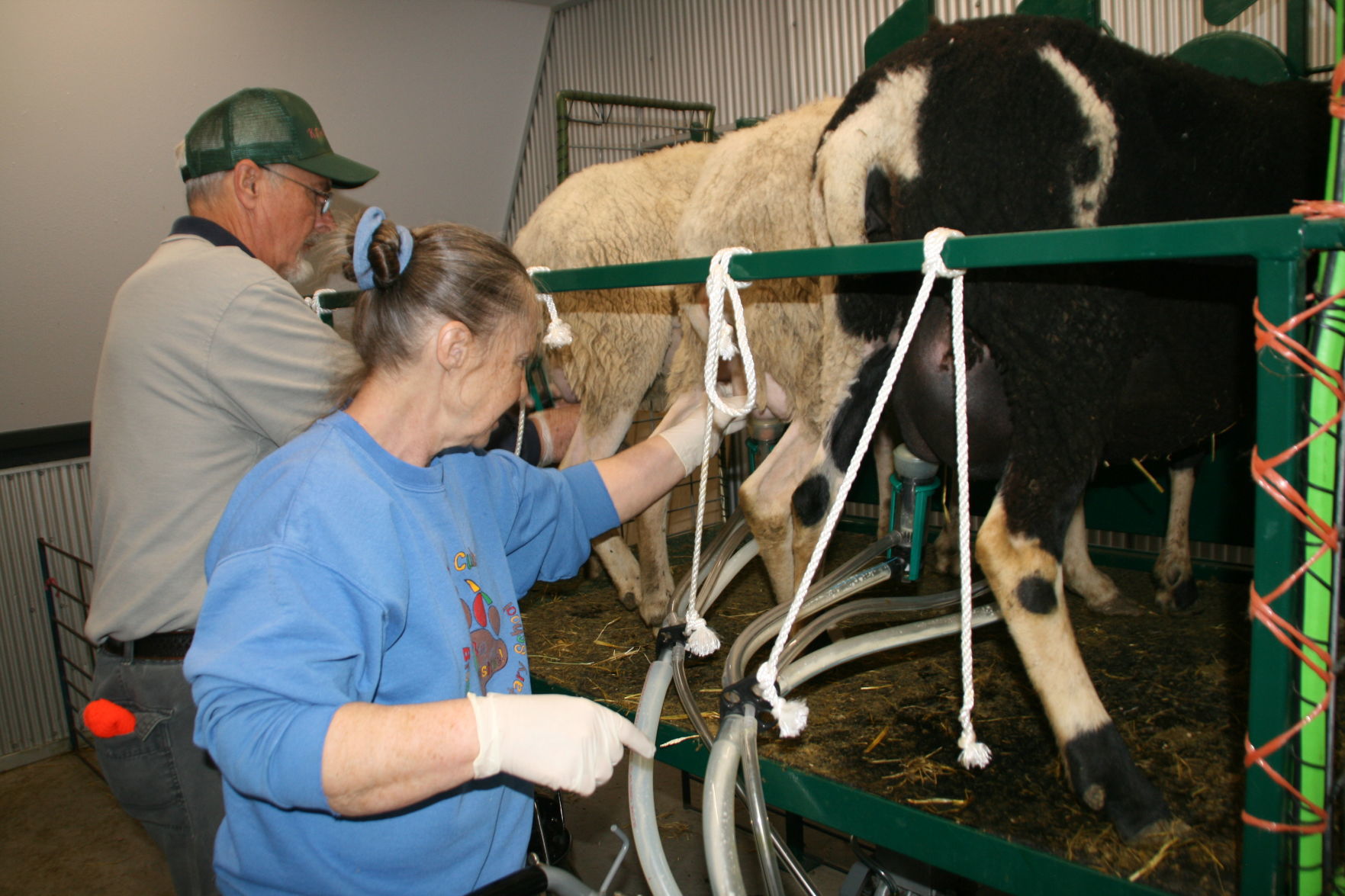 Milking sheep